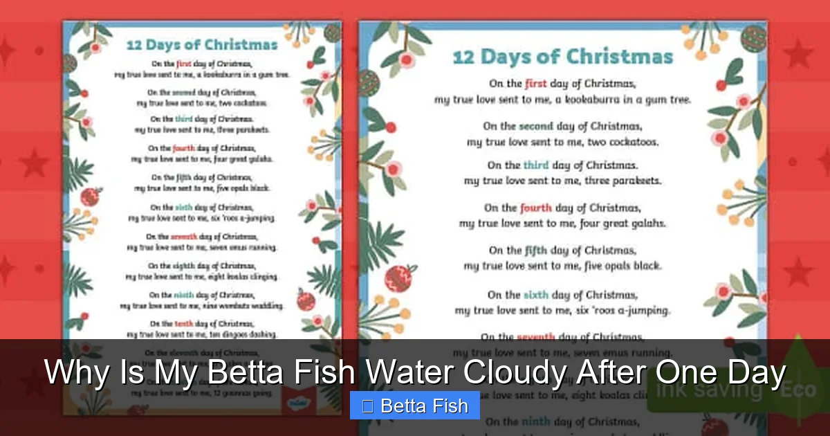 Why Is My Betta Fish Water Cloudy After One Day