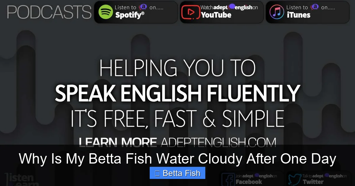 Why Is My Betta Fish Water Cloudy After One Day