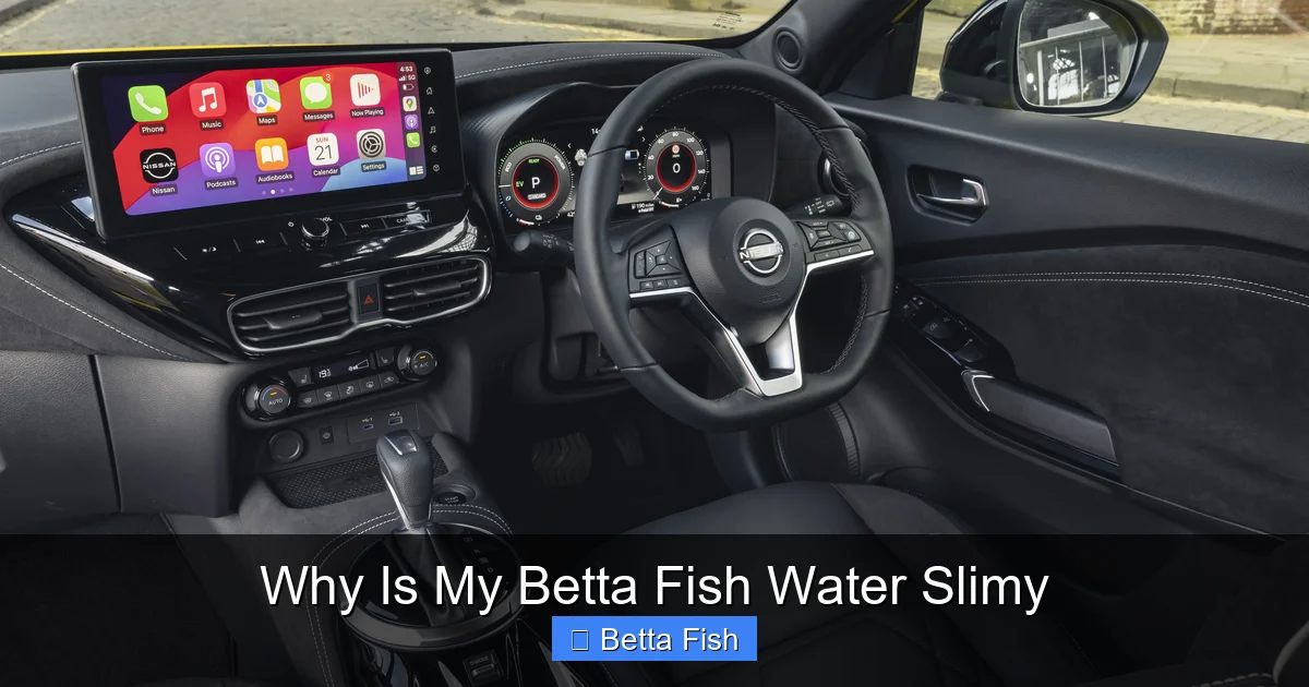 Why Is My Betta Fish Water Slimy