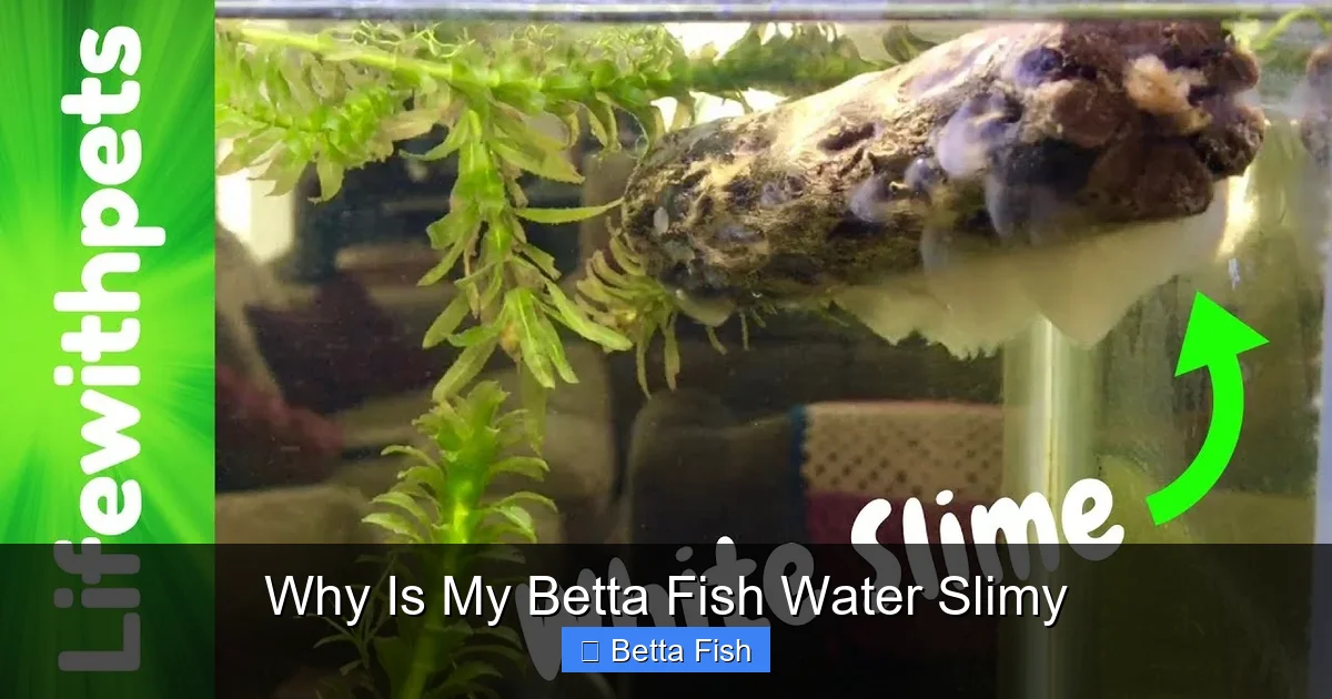 Why Is My Betta Fish Water Slimy