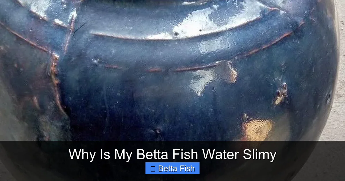 Why Is My Betta Fish Water Slimy
