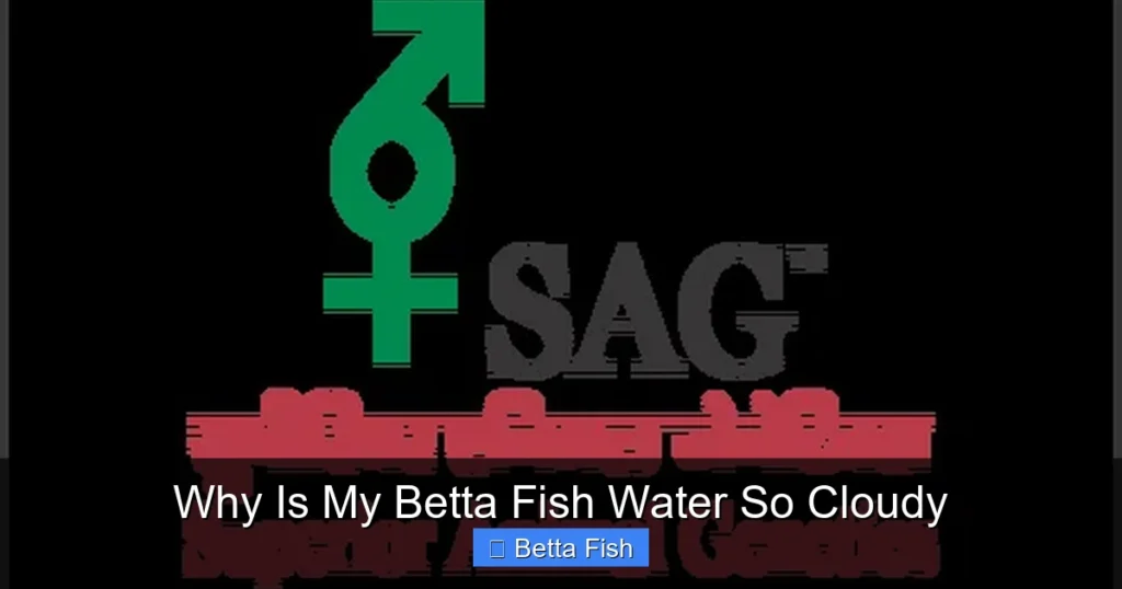 Why Is My Betta Fish Water So Cloudy