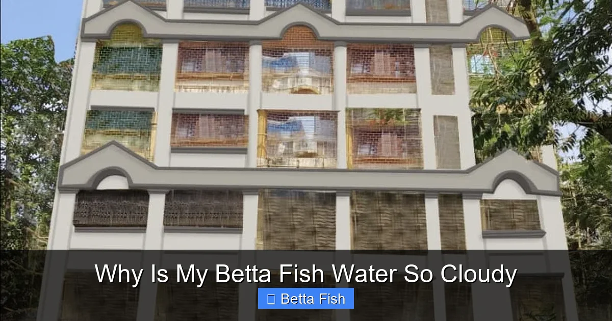 Why Is My Betta Fish Water So Cloudy