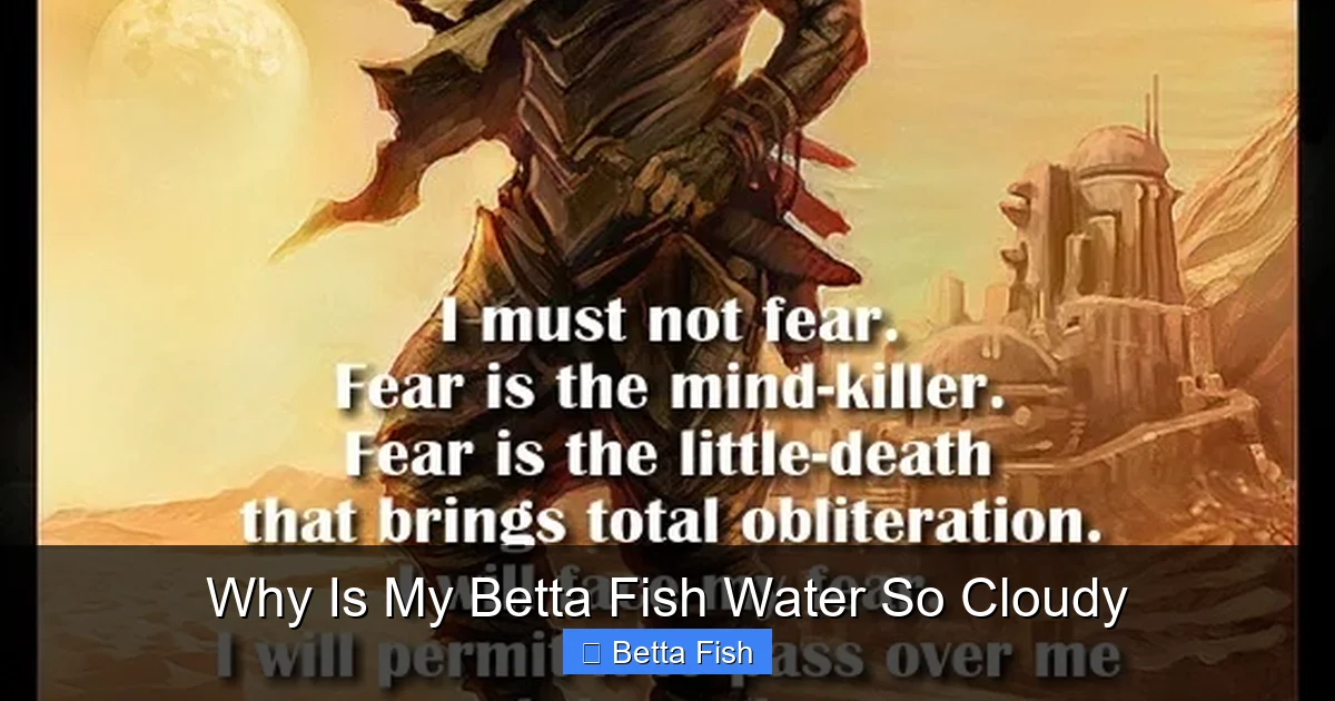 Why Is My Betta Fish Water So Cloudy