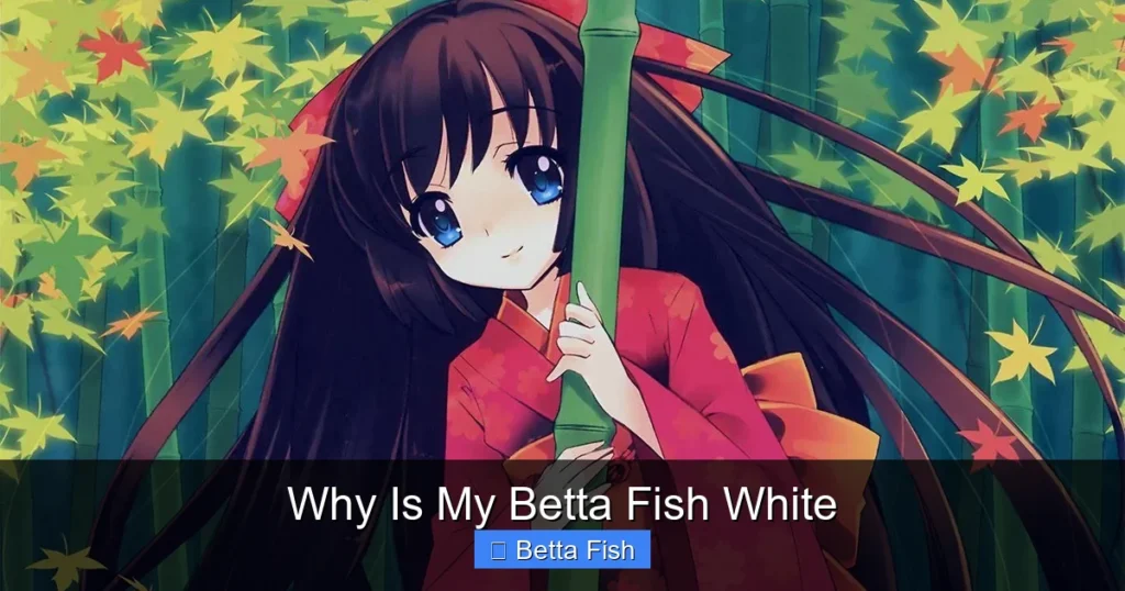Why Is My Betta Fish White