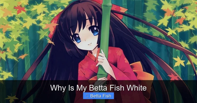 Why Is My Betta Fish White