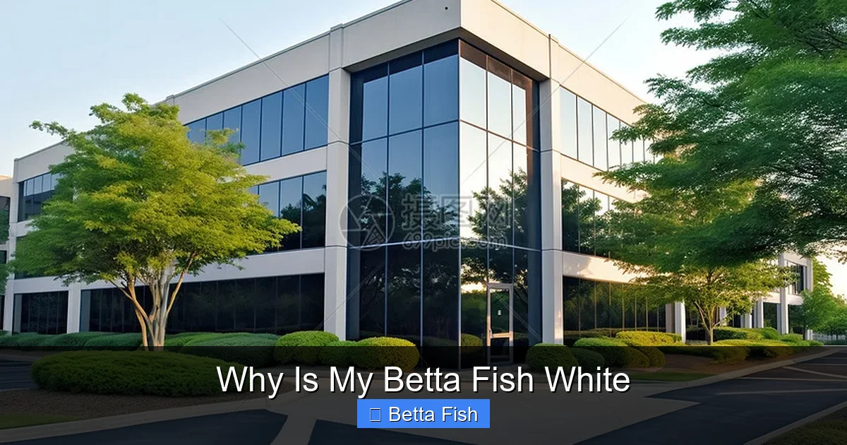 Why Is My Betta Fish White