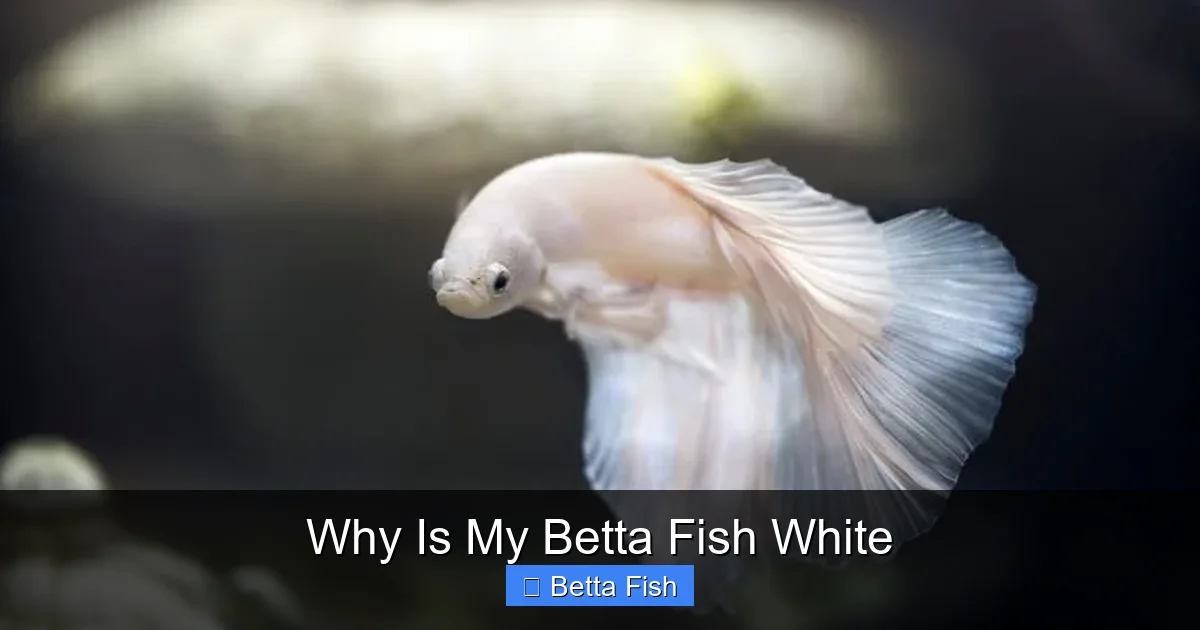 Why Is My Betta Fish White