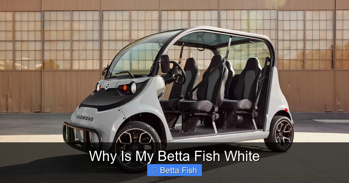 Why Is My Betta Fish White