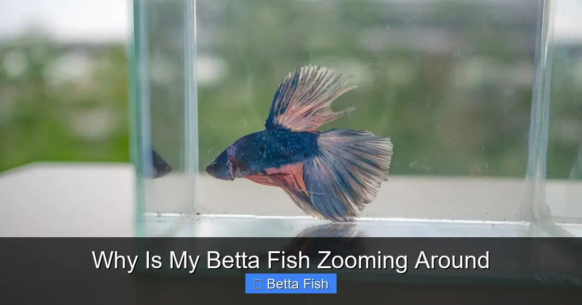 Why Is My Betta Fish Zooming Around