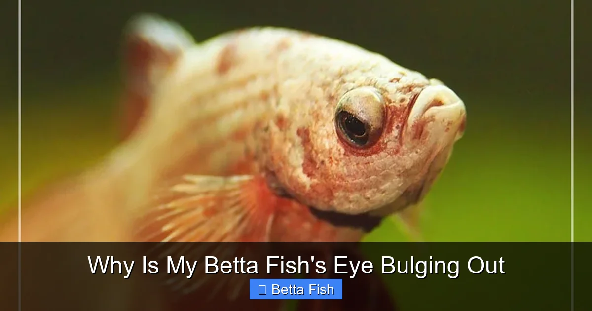 Why Is My Betta Fish's Eye Bulging Out