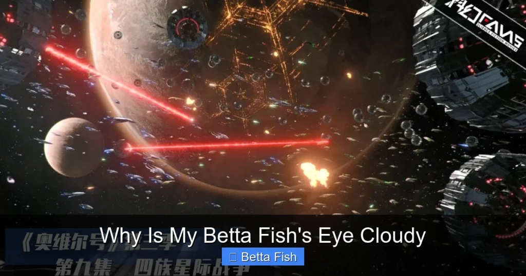 Why Is My Betta Fish's Eye Cloudy