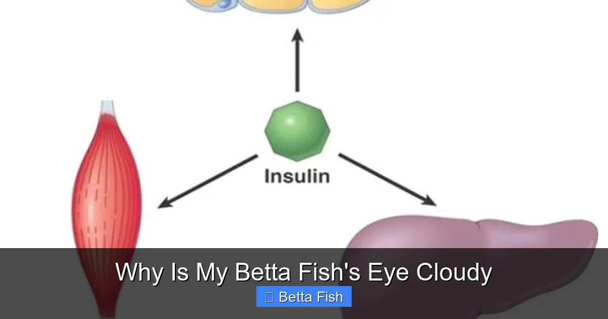 Why Is My Betta Fish's Eye Cloudy