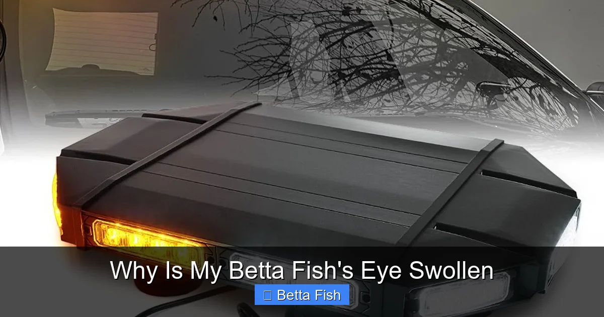 Why Is My Betta Fish's Eye Swollen