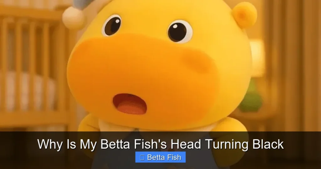 Why Is My Betta Fish's Head Turning Black