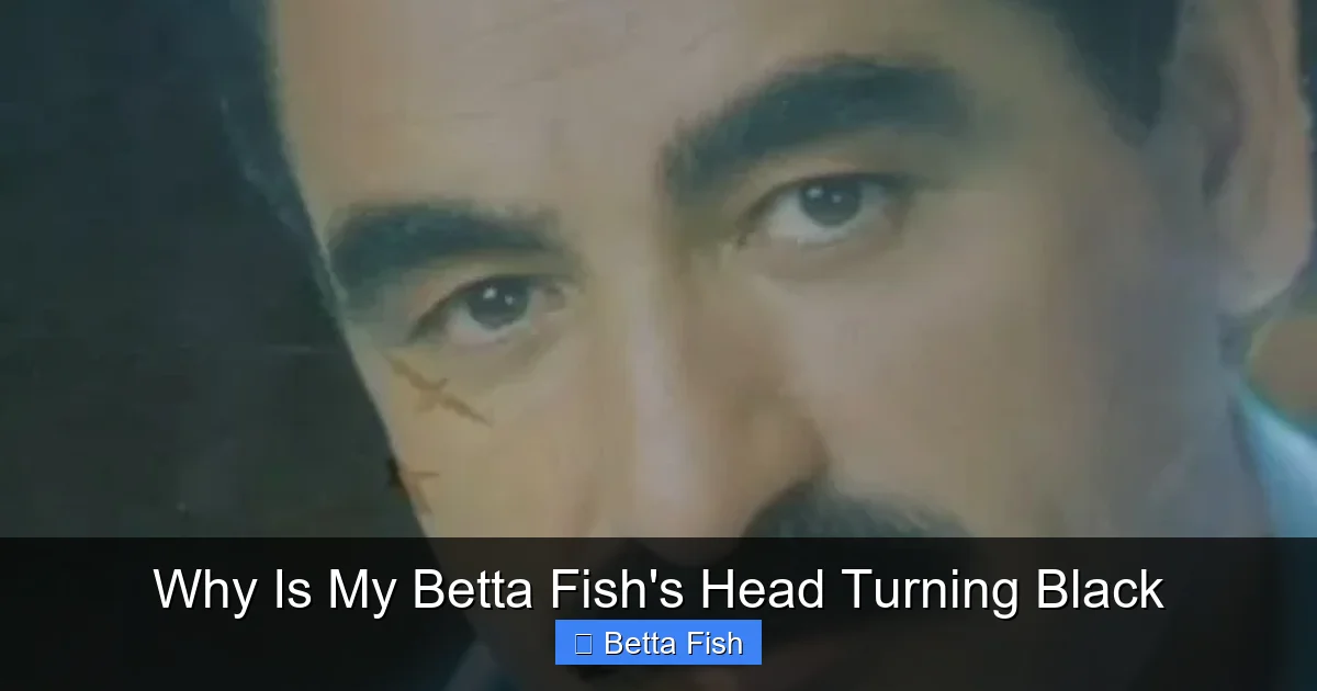 Why Is My Betta Fish's Head Turning Black