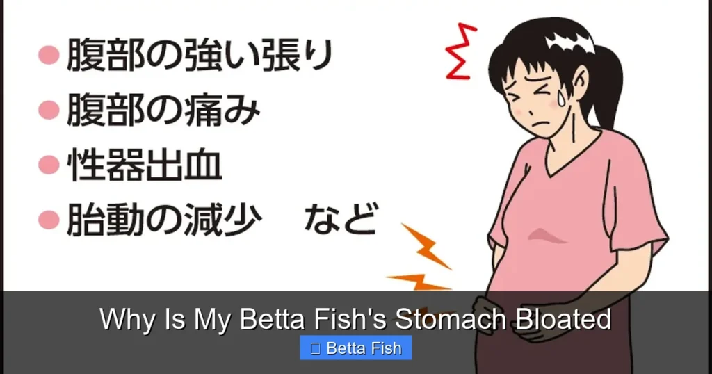 Why Is My Betta Fish's Stomach Bloated