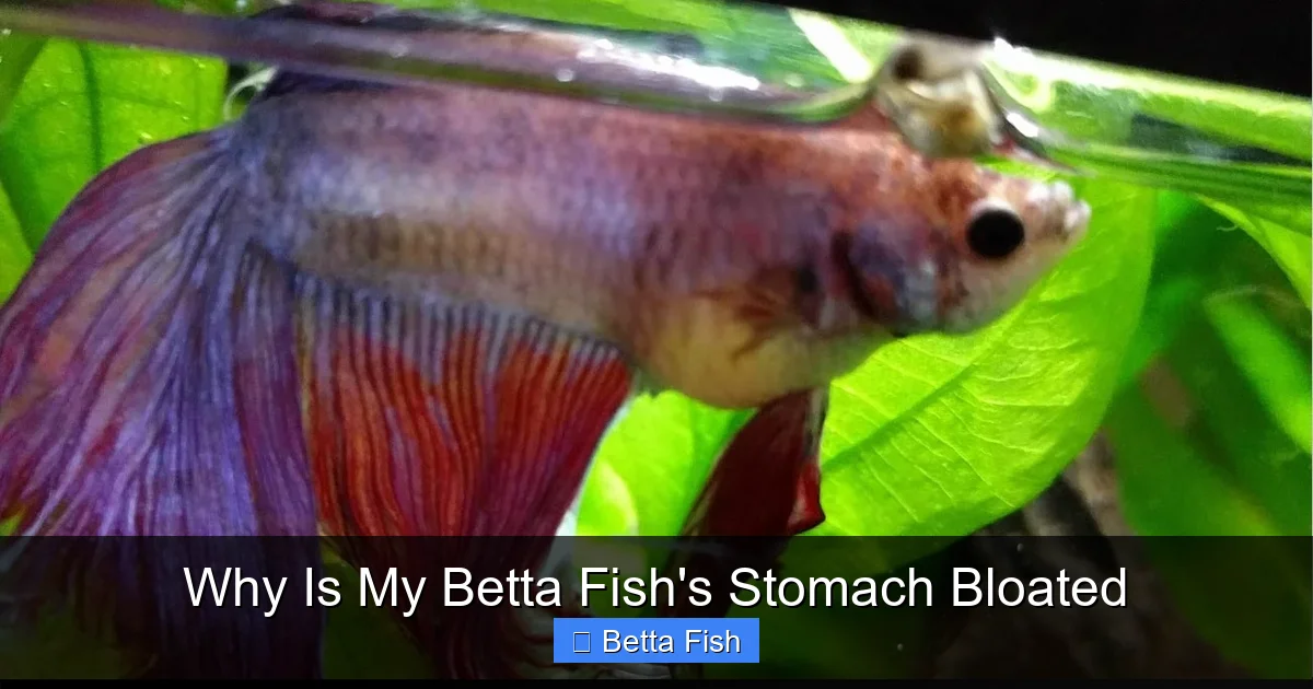 Why Is My Betta Fish's Stomach Bloated