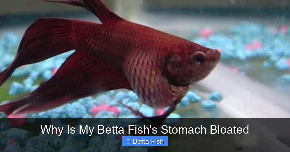 Why Is My Betta Fish's Stomach Bloated