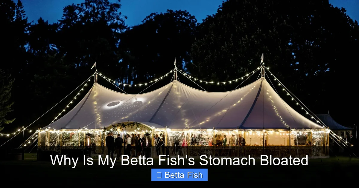 Why Is My Betta Fish's Stomach Bloated