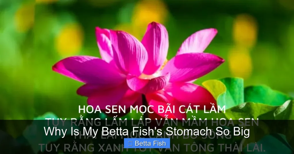 Why Is My Betta Fish's Stomach So Big