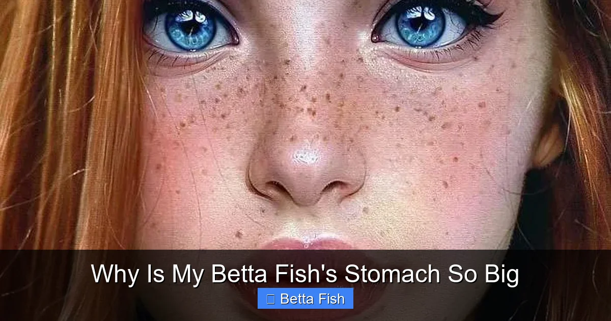 Why Is My Betta Fish's Stomach So Big