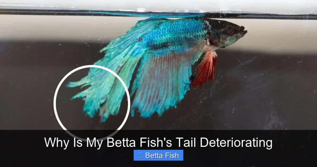Why Is My Betta Fish's Tail Deteriorating