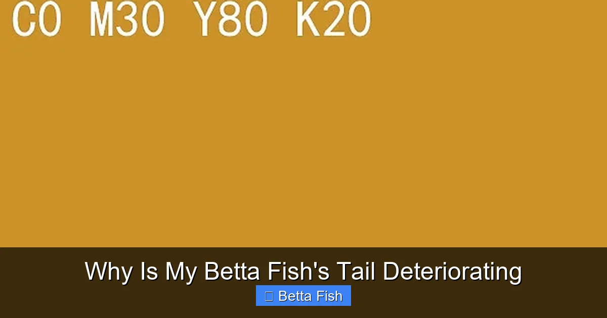Why Is My Betta Fish's Tail Deteriorating