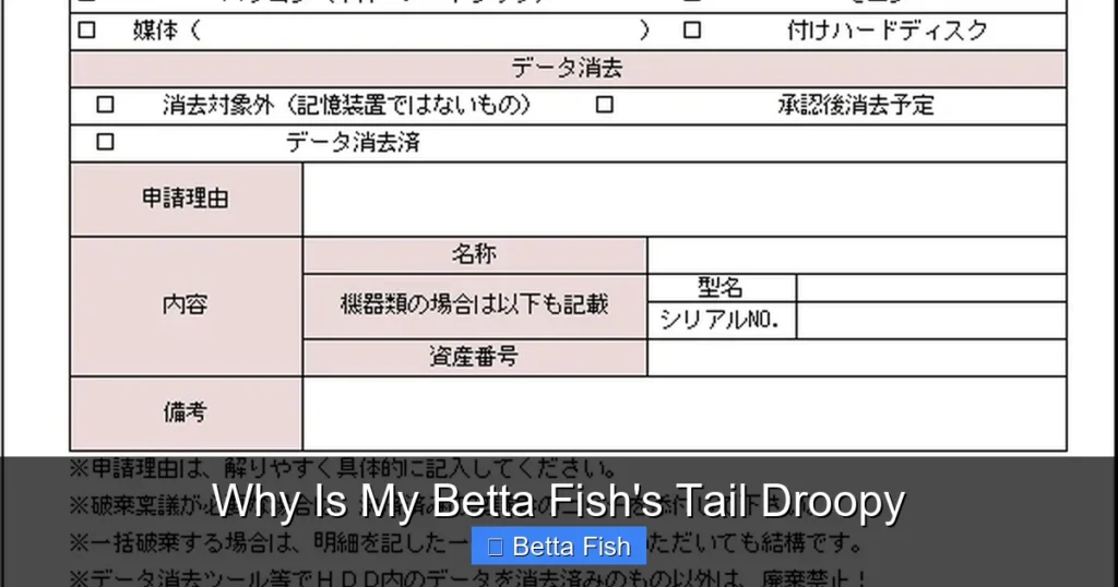 Why Is My Betta Fish's Tail Droopy