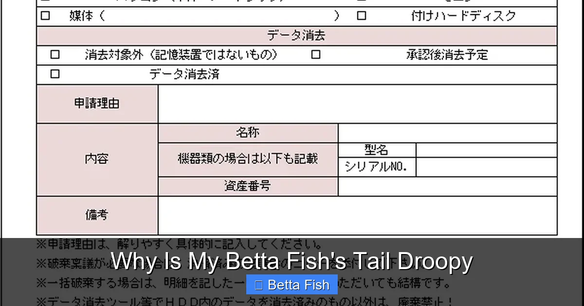 Why Is My Betta Fish's Tail Droopy