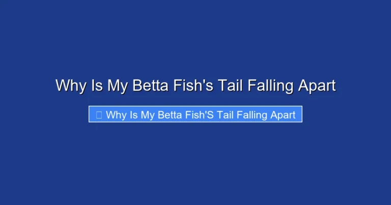 Why Is My Betta Fish's Tail Falling Apart