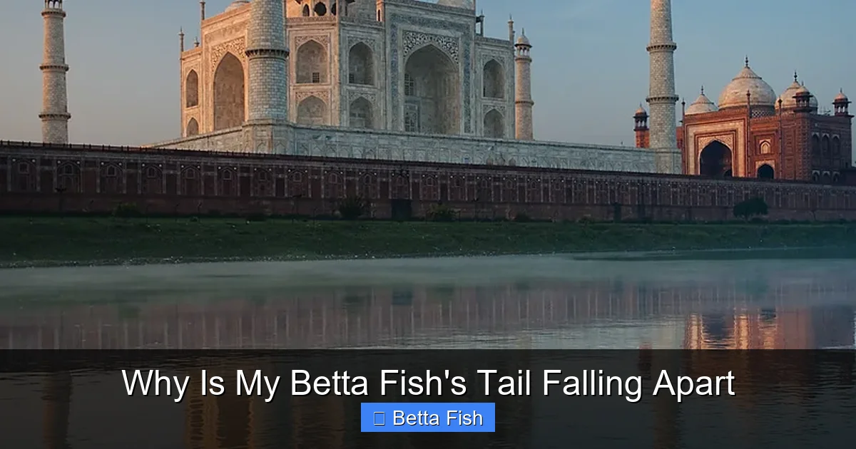 Why Is My Betta Fish's Tail Falling Apart