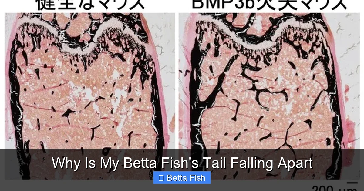 Why Is My Betta Fish's Tail Falling Apart