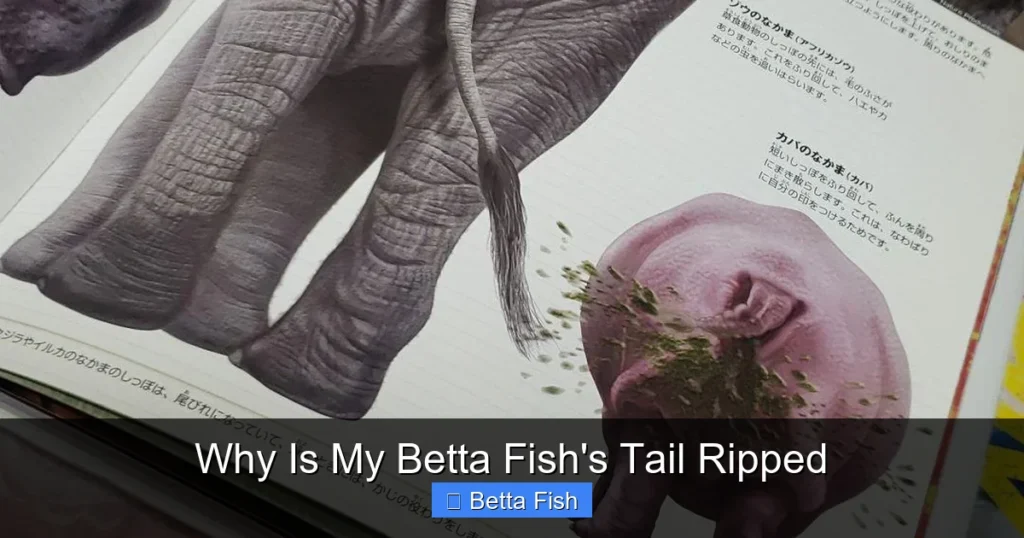 Why Is My Betta Fish's Tail Ripped