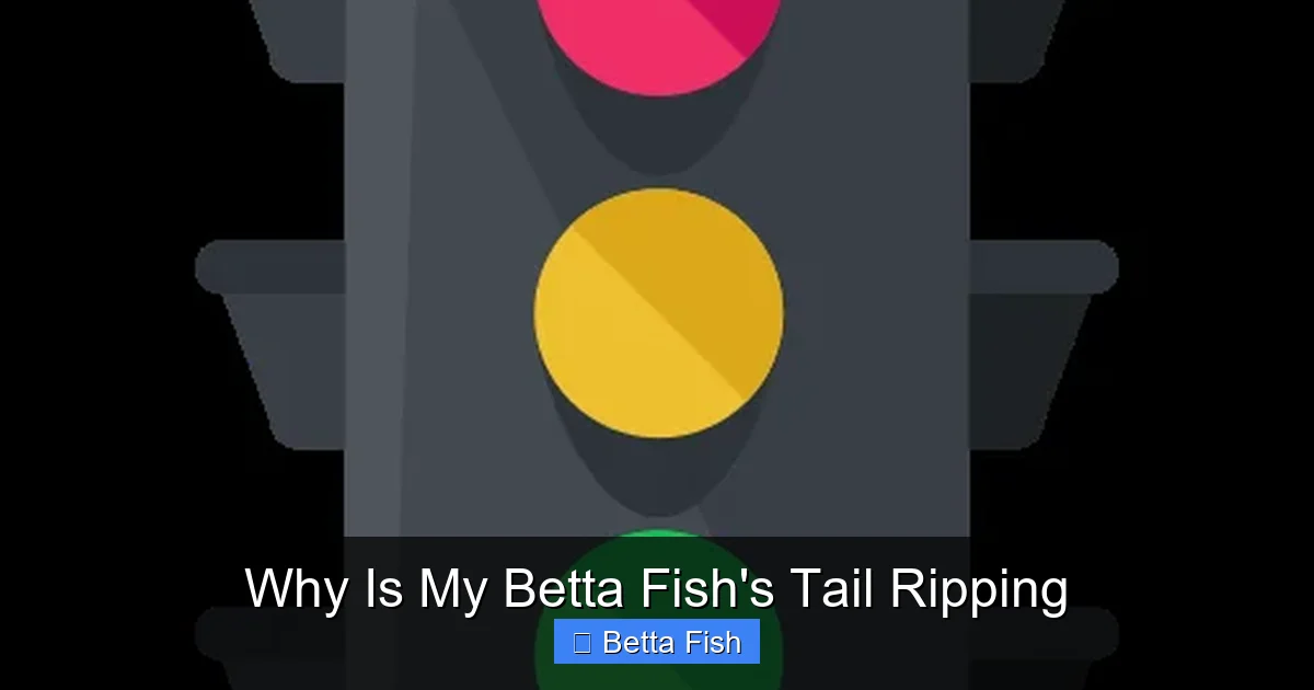 Why Is My Betta Fish's Tail Ripping