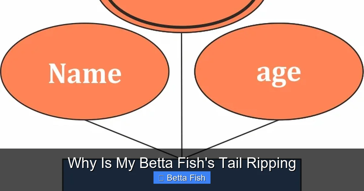 Why Is My Betta Fish's Tail Ripping