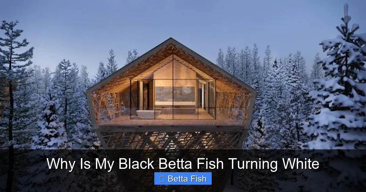 Why Is My Black Betta Fish Turning White