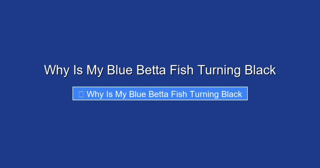 Why Is My Blue Betta Fish Turning Black