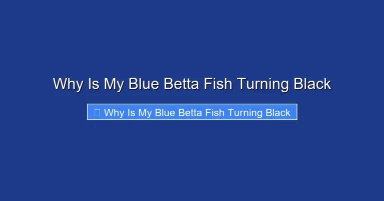 Why Is My Blue Betta Fish Turning Black