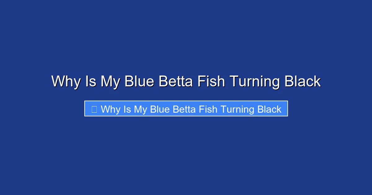 Why Is My Blue Betta Fish Turning Black