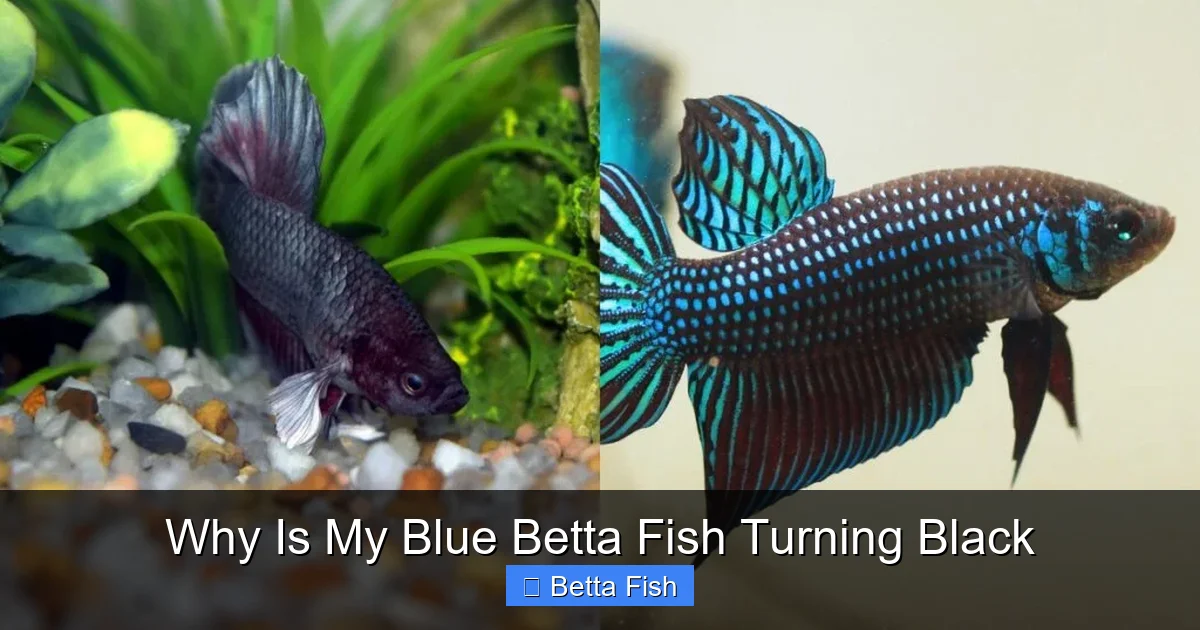 Why Is My Blue Betta Fish Turning Black