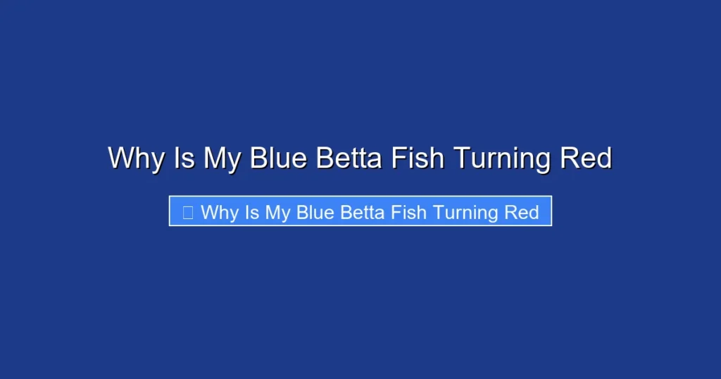 Why Is My Blue Betta Fish Turning Red