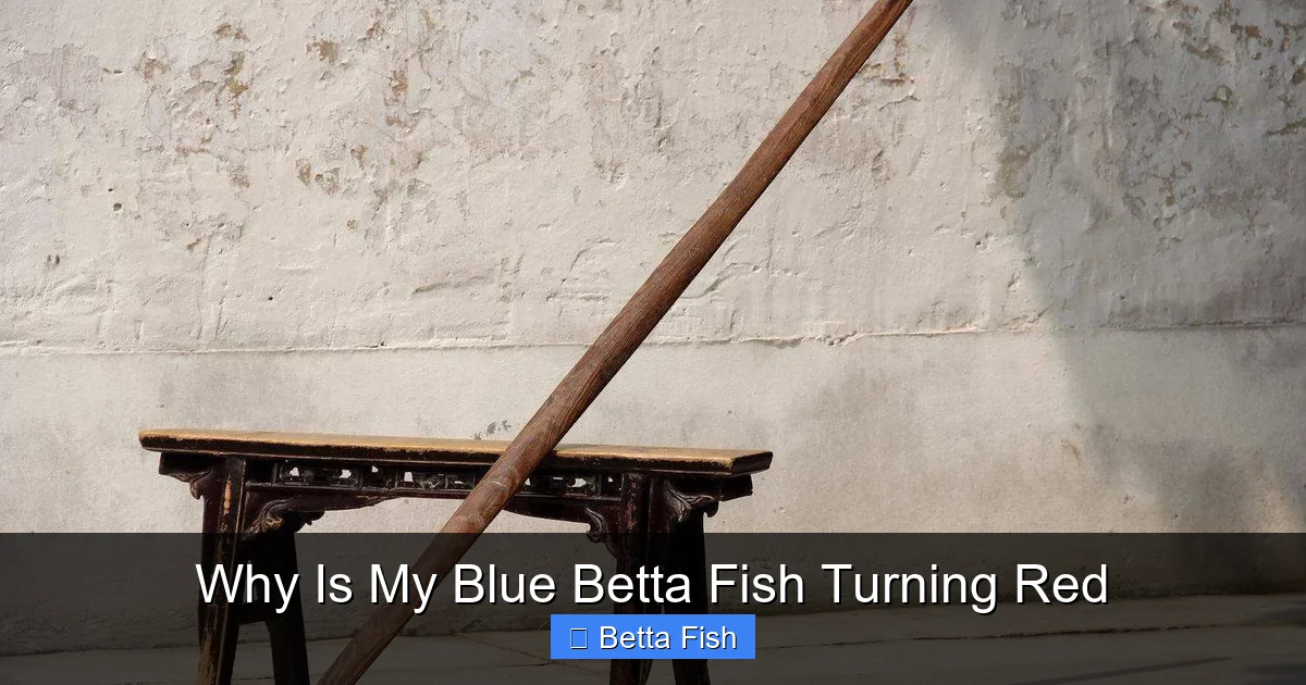 Why Is My Blue Betta Fish Turning Red