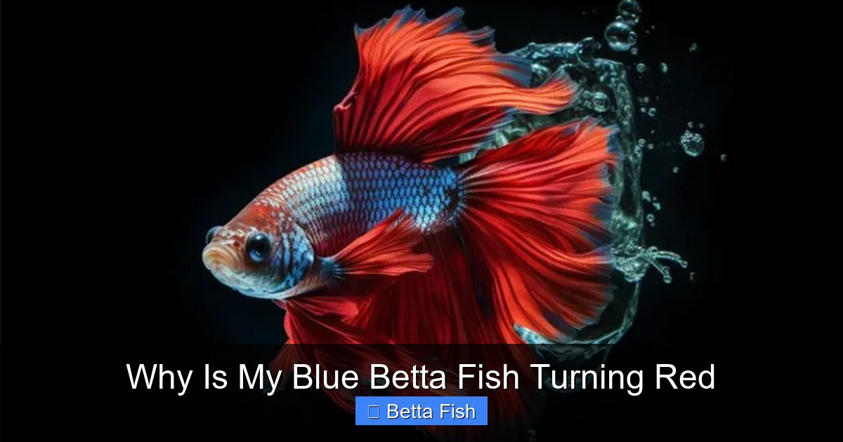 Why Is My Blue Betta Fish Turning Red