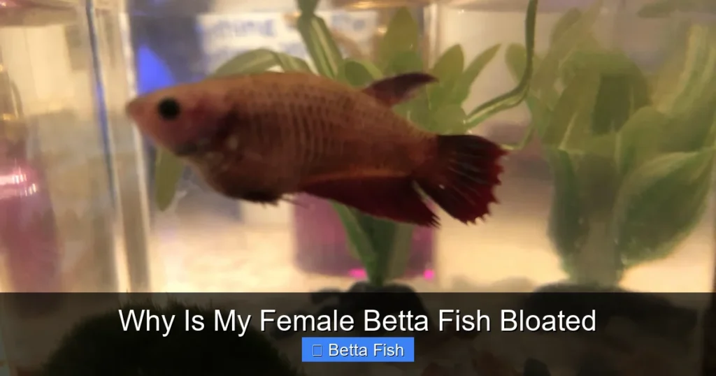Why Is My Female Betta Fish Bloated