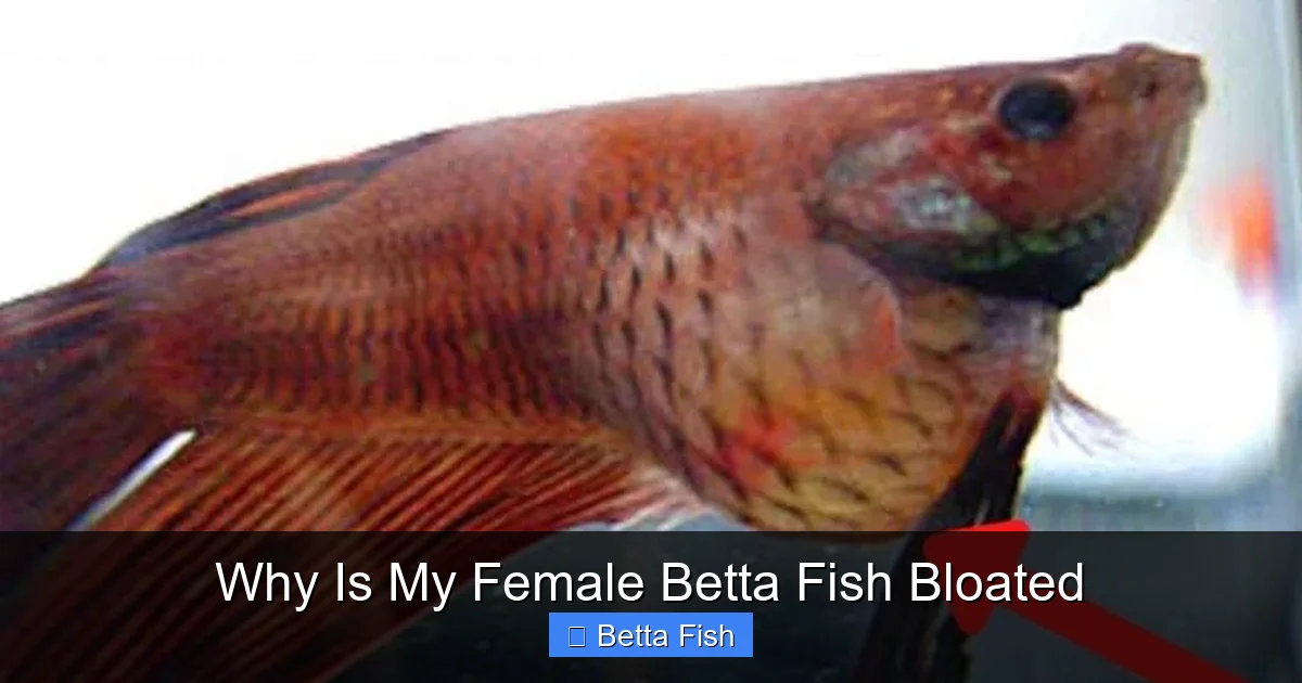 Why Is My Female Betta Fish Bloated