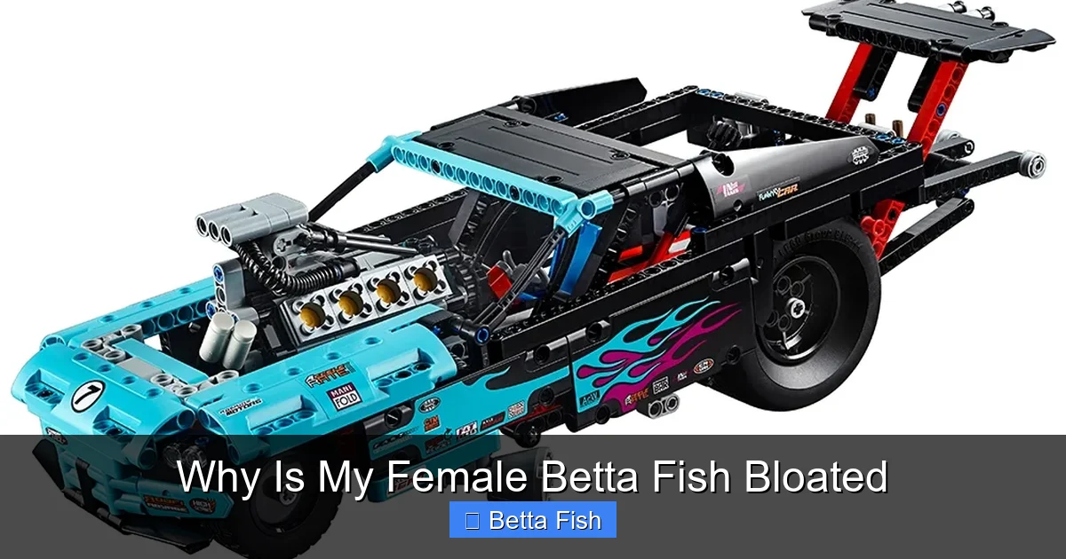 Why Is My Female Betta Fish Bloated