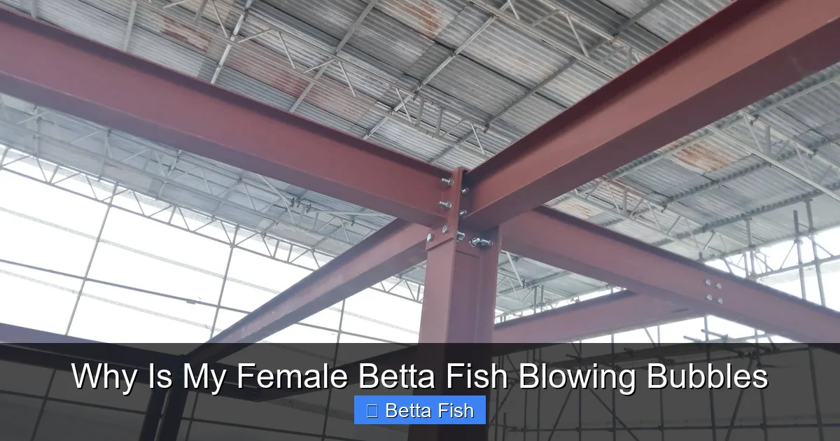 Why Is My Female Betta Fish Blowing Bubbles