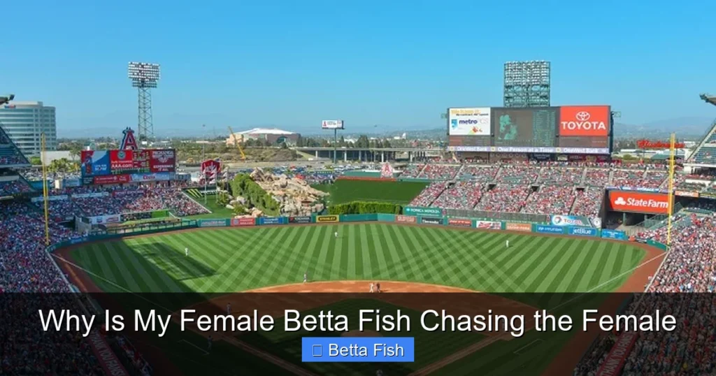 Why Is My Female Betta Fish Chasing the Female