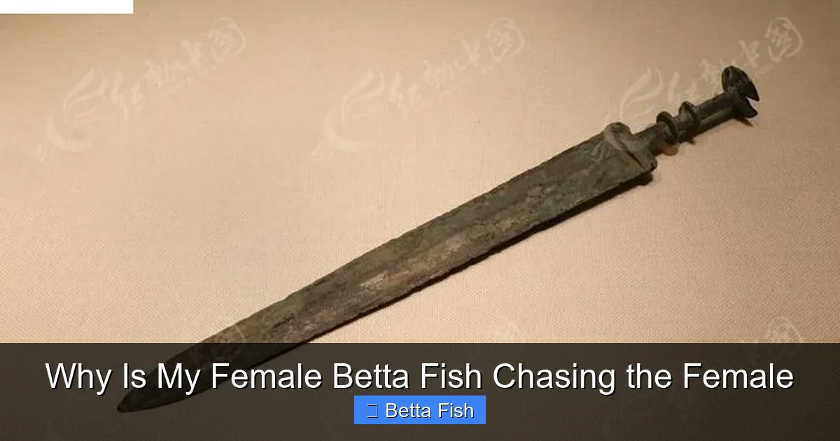 Why Is My Female Betta Fish Chasing the Female